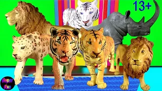 Big Cat Week 2020 - NEW Tiger Lion Leopard Rhino, White Lion, White Tiger - Zoo Animals 13+