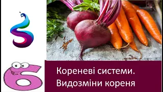 Кореневі системи. Видозміни кореня.