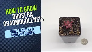 How to Grow and Propagate Drosera Graomogolensis (Carnivorous Plant Grow Guide)