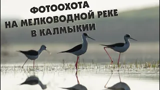 Фотоохота на мелководной реке в Калмыкии. Показываю как снимаю птиц на заливе.