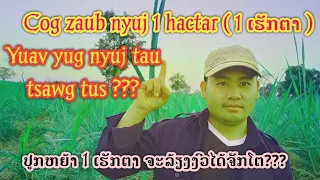 Cog zaub 1 ເຮັກຕາ yuav yug nyuj tau tsawg tus???