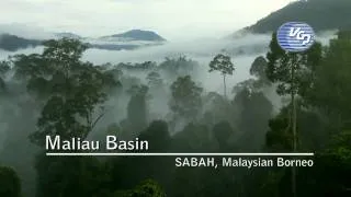 Maliau Basin - Sabah, Malaysian Borneo