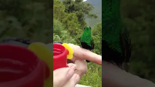 Hand Feeding Hummingbird #shorts