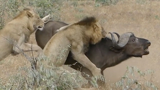 Buffalos Chase Away Lions From Friend