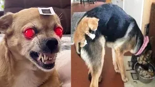 Funniest Animals Video 2022 😂 Funny cats and dogs videos 😻 Funny Video Compilation #104