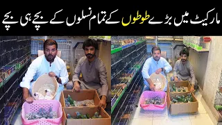 Exotic Parrots Chicks Grey Parrots Pahari Cacotoo Chicks in Saddar Birds Market Karachi