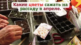 Какие цветы сажать на рассаду в апреле.💐