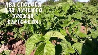 ДВА СПОСОБА ДЛЯ ЛУЧШЕГО УРОЖАЯ КАРТОФЕЛЯ. Садим-сеем. Мой опыт.