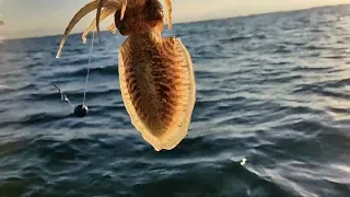 Μέλι 🍯 οι σουπιές 🎣 ! Ψάρεμα στον Αμβρακικό με βάρκα