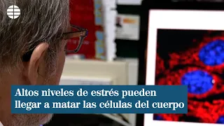 Altos niveles de estrés pueden llegar a matar las células del cuerpo