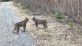 12 SCARY Bobcat Videos to Make You Run the Other Way!