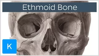 Ethmoid Bone of the Viscerocranium - Human Anatomy | Kenhub