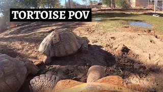 IKE CAM! - Day in the Life of BIG IKE (Tortoise POV)