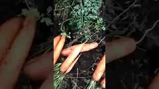 Уборка моркови, подкопка скобой