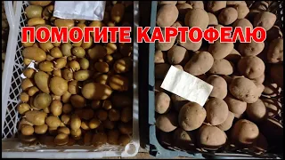 Январь. Прорастает картофель? Что делать?