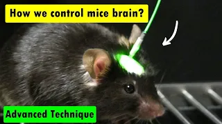 Optogenetics  Technique in Neuroscience optogenetics mice