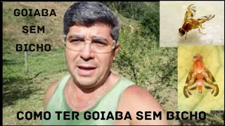 Como ter goiaba sem bicho,sem mosca da fruta | Goiaba sem bicho | Bicho da goiaba | Canal de roça.