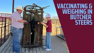 Vaccinating and Weighing In the Steers for the fair!