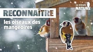 Reconnaître les oiseaux de la mangeoire (No 370)