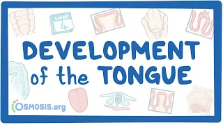 Development of the Tongue