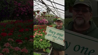 Patriot Geranium - Buy One Get One!