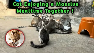 Cats Enjoying a Massive Meal Together! | catvloghome