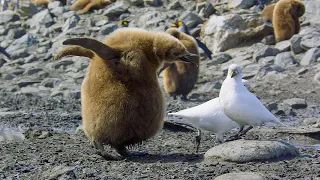 Baby Penguin Loses Parents | 4K UHD | Seven Worlds One Planet | BBC Earth