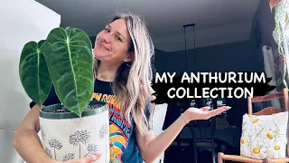 My Anthurium Collection!