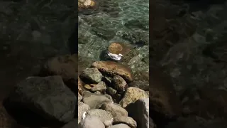 Чайка плавает...