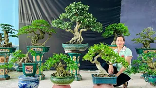 Thi bonsai 6/6 #0338053191 chào bán lô kiểng thành phẩm - đa dạng loại cây, nhiều dáng đẹp