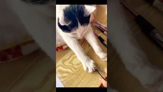 The cat who loves cutting nails best