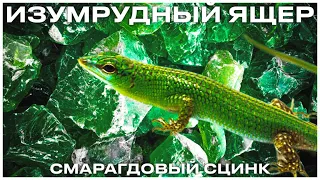 СМАРАГДОВЫЙ СЦИНК - как содержать изумруд террариумистики?