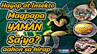 HAYOP AT INSEKTO MAGBIBIGAY YAMAN SA IYO ALAMIN |  KAPANGYARIHAN SA PANINIWALA