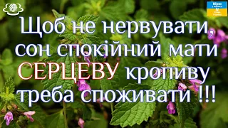 Щоб не нервувати, сон спокійний мати - СЕРЦЕВУ кропиву треба споживати !!!