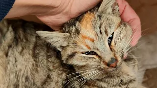 We Almost Lost A Rescued Kitten