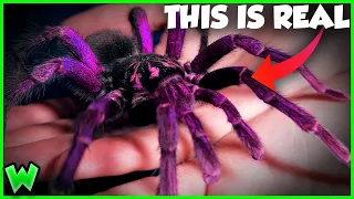 ULTRA RARE PURPLE TARANTULA! Is it a New Species? (ft. @wildgyeinitiative213 )