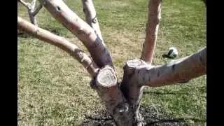 Pruning to Open the Center of Apple Trees