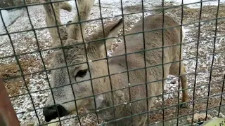 Косуля Кузя заигрывает с волонтерами