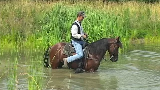Reverand Homer - Single Footer Horse - Taking A Swim