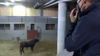 Mi cámara y yo: Vuelven los toros