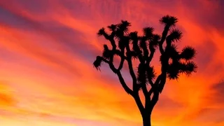 11 Joshua Tree Facts