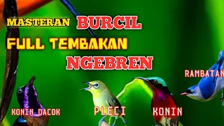 2 jam masteran kombinasi  BURCIL full tembakan NGEBREN rapat cocok buat pemasteran burung lomba