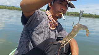 Begini cara pasang umpan udang hidup saat menggunakan Pancing kulup, tehnik ini terbukti jitu