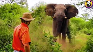 Nobody Was Ready for These Crazy Elephant Encounters!