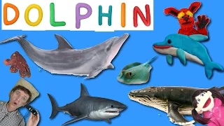 Learning 7 Real Sea Creatures | First Words Song #14 DOLPHIN | Matt Vs Crab Learn English Kids