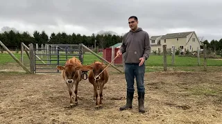 Training Steers & Oxen - Walking straight and turns