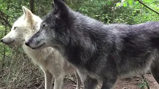 Wolves Take Care of One Another