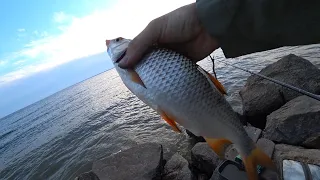 Київське море🌊 Плітка на Фідер влітку🌞