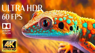 4K HDR 60fps Dolby Vision with Animal Sounds & Calming Music (Colorful Dynamic) #13