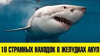 10 СТРАННЫХ НАХОДОК В ЖЕЛУДКАХ АКУЛ